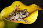 Gray Tree Frog