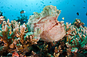 Leaffish,Fiji
