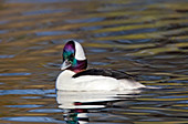 Bufflehead male