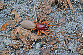 Woodlouse Spider