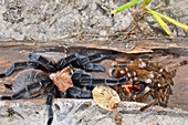 Desert Tarantula