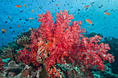Coral reef,Fiji