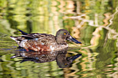 Northern Shoveler