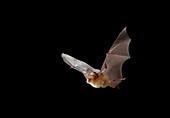 Pomona Leaf-nosed Bat