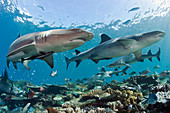 White tip Reef Sharks