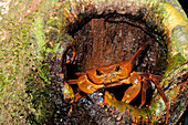 Philippine Forest Crab