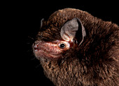 Lesser Bent-winged Bat