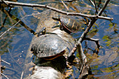 Eastern Painted Turtles