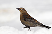 Rusty Blackbird on snow
