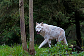 Gray Wolf (White Morph)
