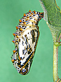 Fritillary Butterfly Pupa