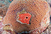 Red Boring Sponge on Coral