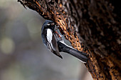 Painted Redstart eating sap