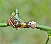 Giant Swallowtail Caterpillar