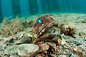 Male Banded Jawfish with eggs