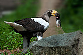 Steller's Sea Eagle With Prey