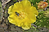 Prickly Pear Cactus with Beetle