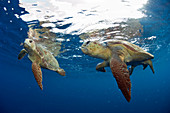 Loggerhead Sea Turtles Courting