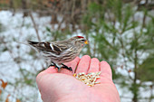 Redpoll eating seeds out of palm