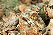 Jawfish removes worm from burrow