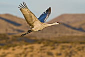 Greater Sandhill Crane in Flight