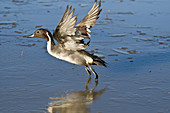 Northern Pintail Drake Taking Off