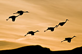 Greater Sandhill Cranes in Flight