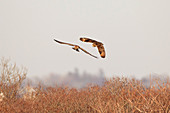 Short-eared Owl and Northern Harrier