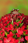 Cinnamon Tree Frog (Nyctixalus pictus)