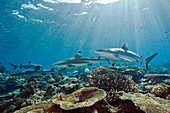 Reef sharks