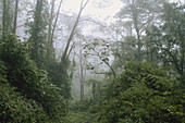 Cloud Forest,Costa Rica