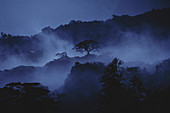 Misty Cloud Forest at Dusk