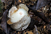 Emerging Stinkhorn Fungus