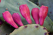Prickly Pear fruits