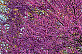 Eastern Redbud tree flowers
