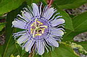 Purple Passionflower