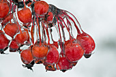 Iced Berries