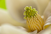 Southern Magnolia Flower