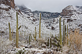 Sonoran Desert Winter