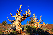 Bristlecone Pines (Pinus longaeva)