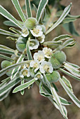 Snow-on-the-prairie,Euphorbia bicolor