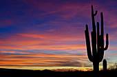 Saguaro Silhouette