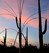 Saguaro Silhouettes