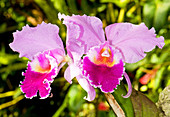 Cattleya Orchid