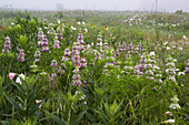 Native Wildflowers