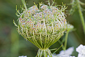 Queen Ann's Lace