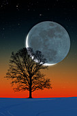 Crescent moon and tree
