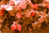 Red Blood Cells,SEM