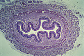 Oesophagus,LM