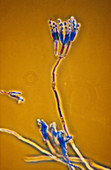 Penicillium conidiophores